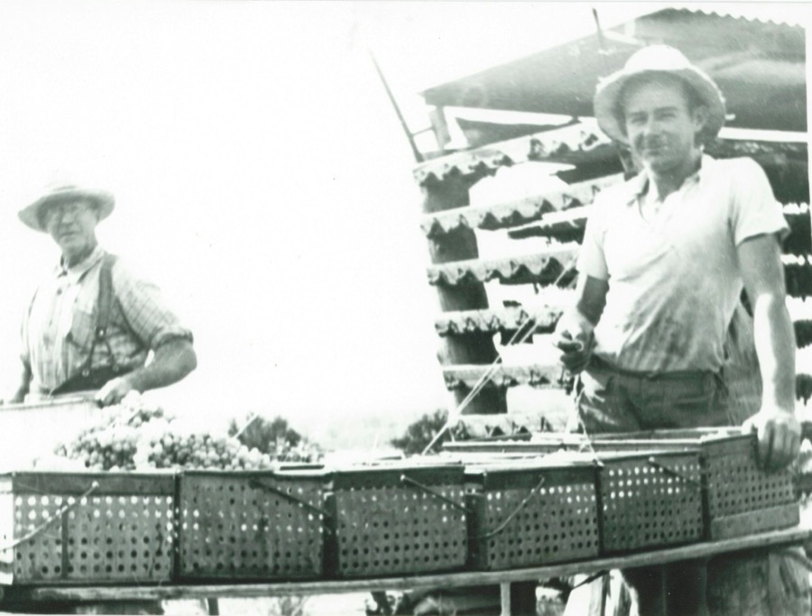 Workers packing fruit on the orchard racks