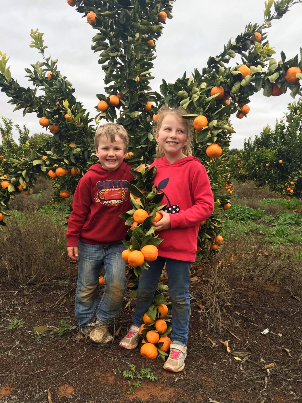 Children picking mandarins in the orchard