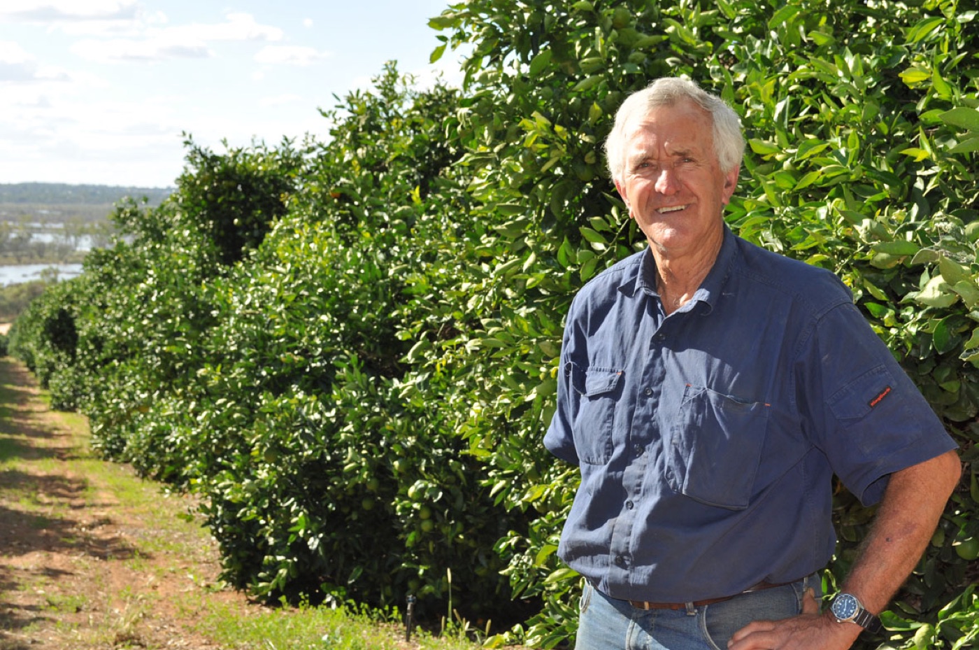 Standing among the orchard rows today