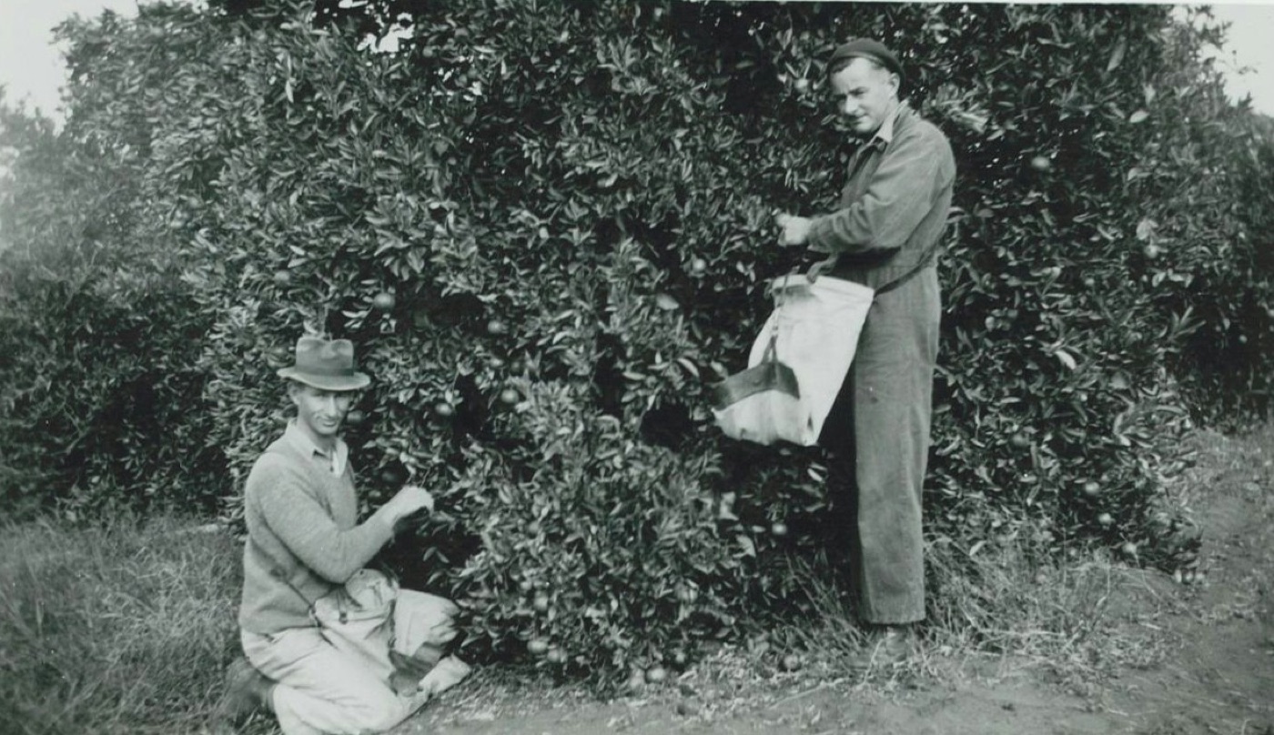 Pickers harvesting citrus from the trees