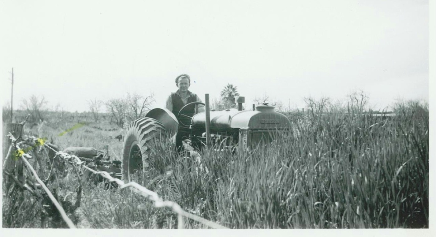 Working the orchard by tractor, 1949