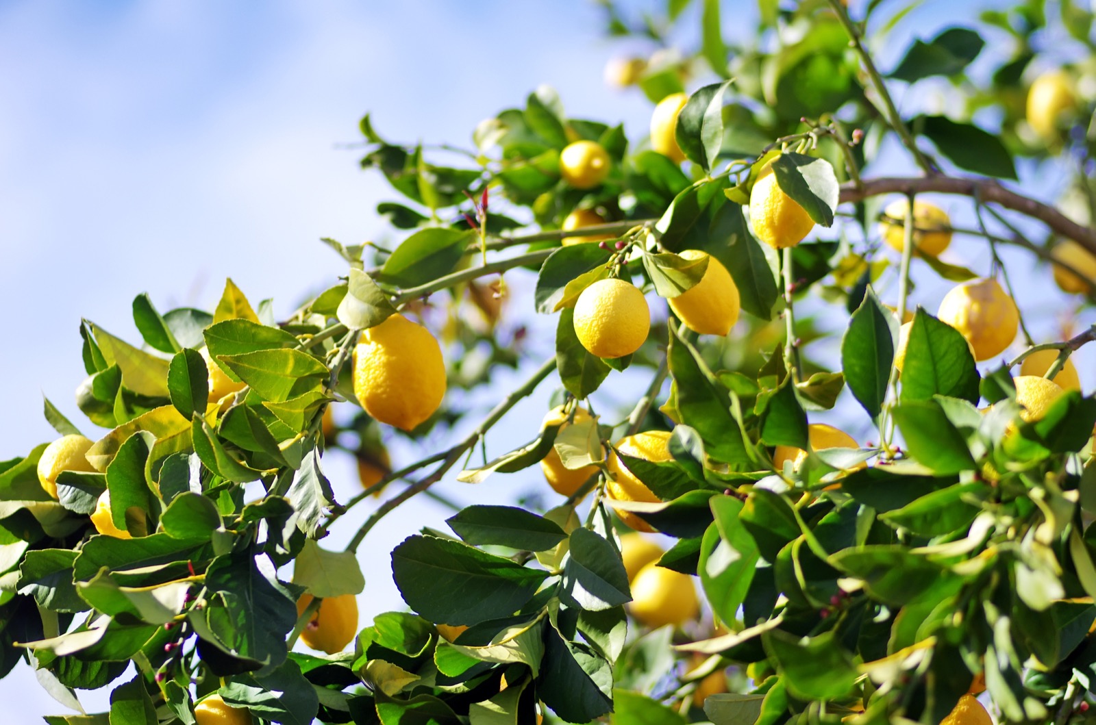 Lemons ripening on the tree