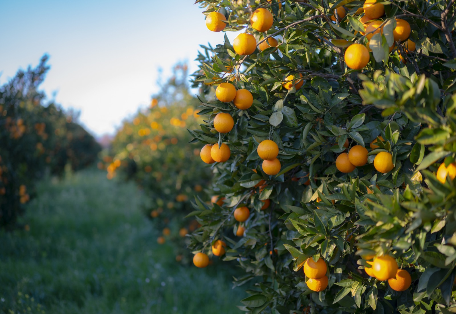 Oranges ripening in the orchard rows